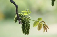 WALNUT (Noce)